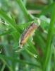 Oncocera semirubella